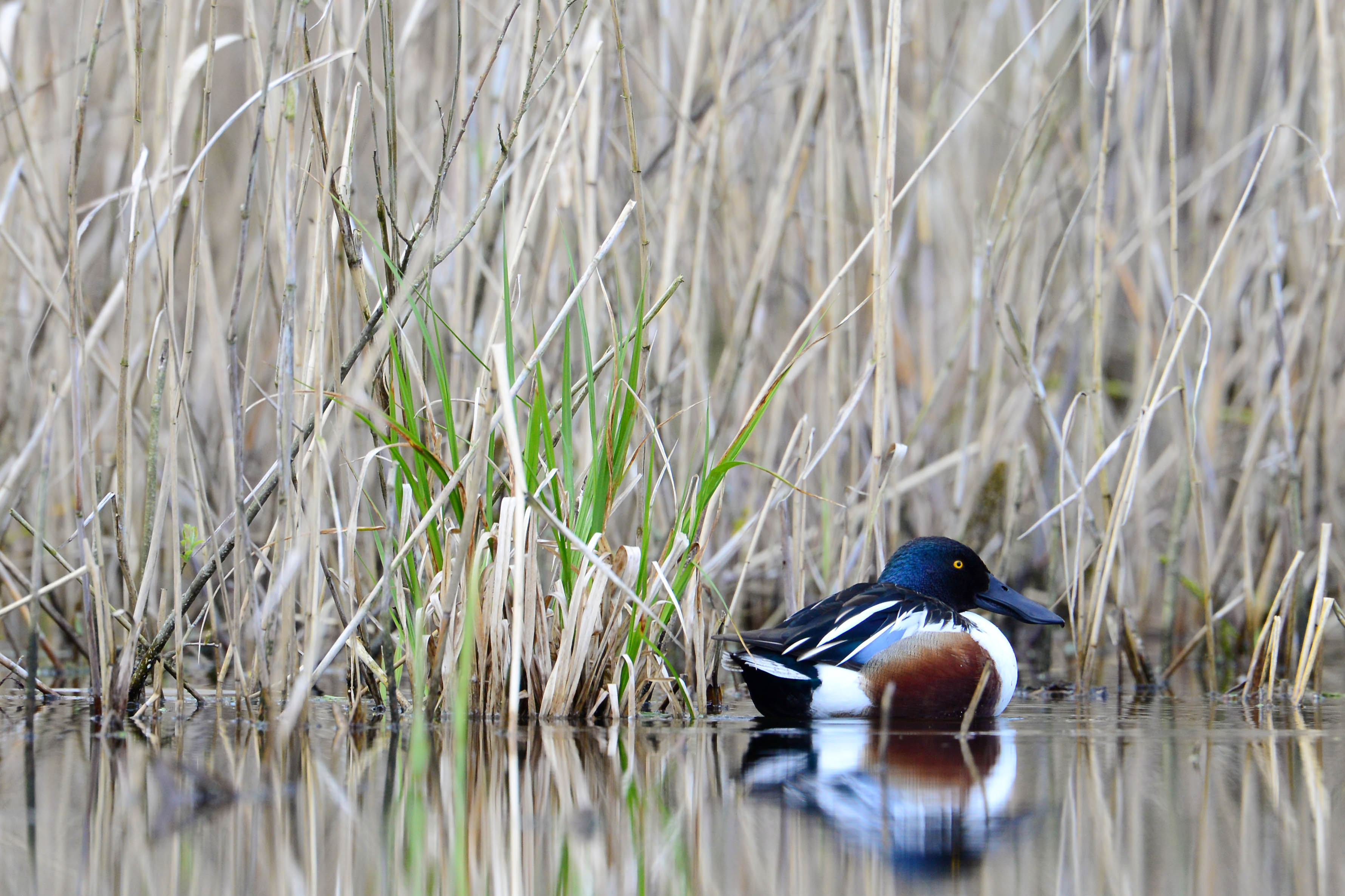 Swidwie Lake Nature Reserve